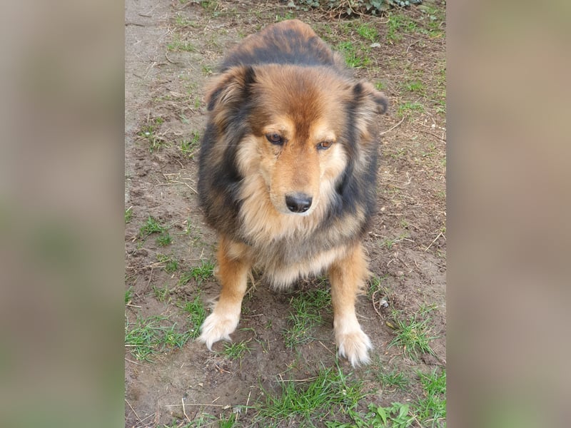 Ausgeglichener Australian Shepherd Rüde