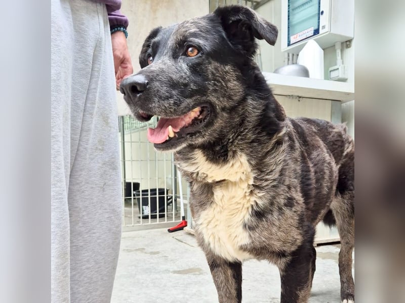 Zaki - ein sanfter Begleiter sucht ruhiges Zuhause