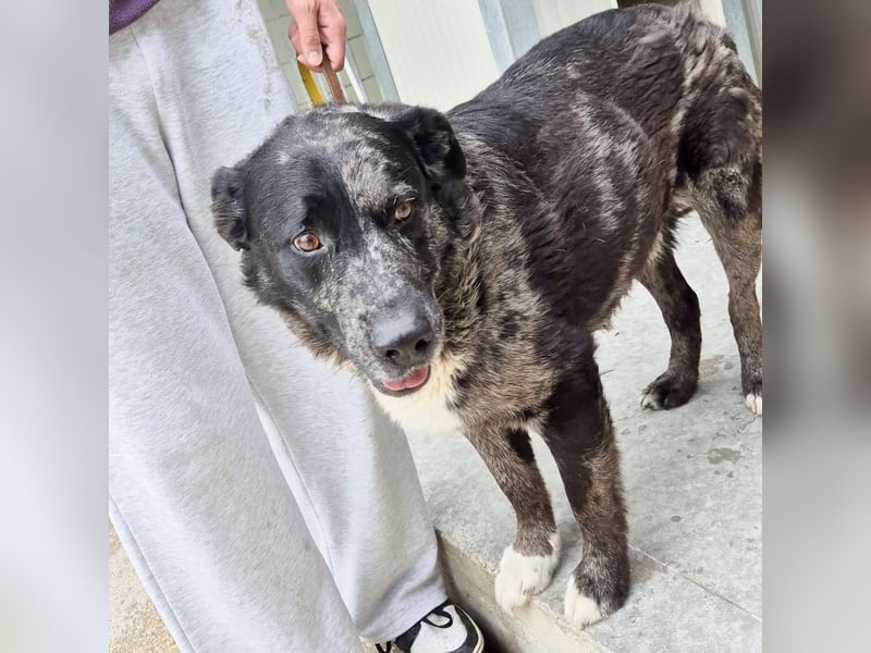 Zaki - ein sanfter Begleiter sucht ruhiges Zuhause