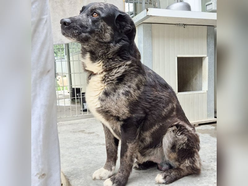 Zaki - ein sanfter Begleiter sucht ruhiges Zuhause