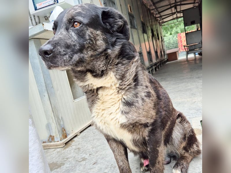 Zaki - ein sanfter Begleiter sucht ruhiges Zuhause