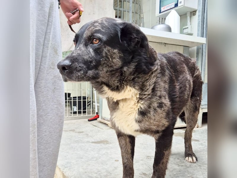 Zaki - ein sanfter Begleiter sucht ruhiges Zuhause