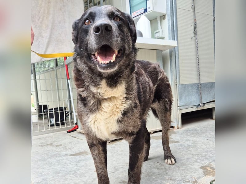 Zaki - ein sanfter Begleiter sucht ruhiges Zuhause