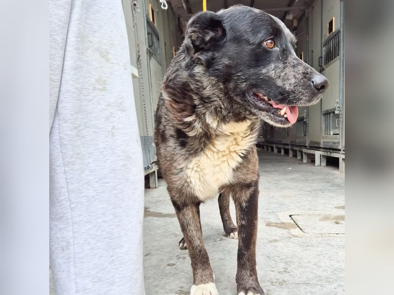 Zaki - ein sanfter Begleiter sucht ruhiges Zuhause