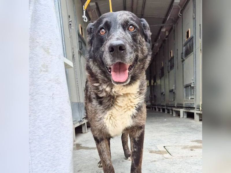 Zaki - ein sanfter Begleiter sucht ruhiges Zuhause