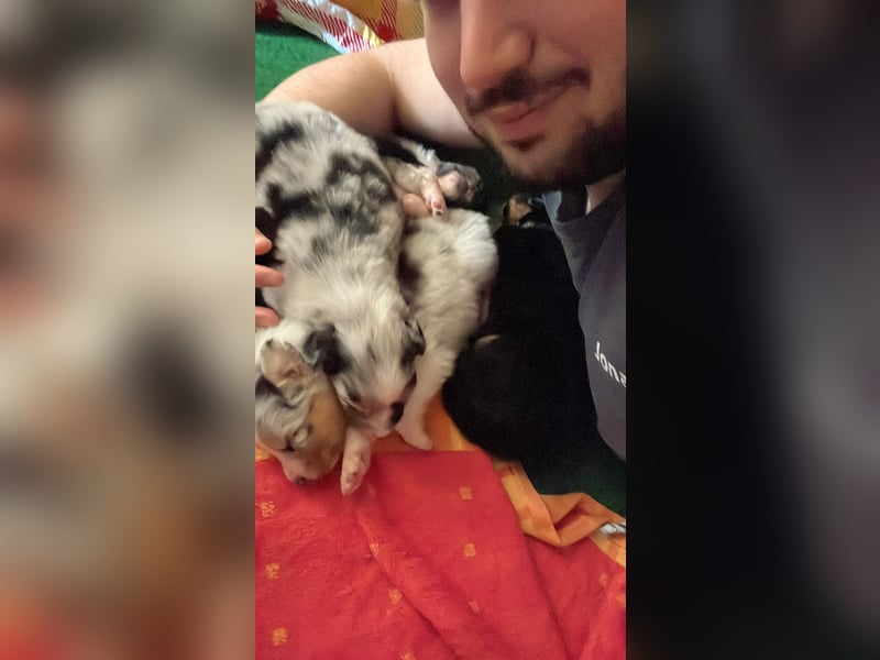 Aussie Welpen mit Papier