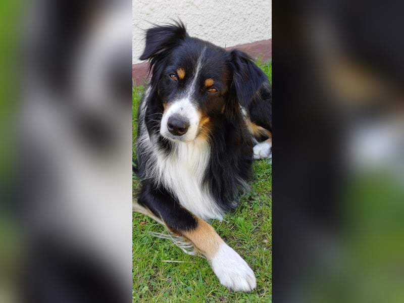 Australian Shepherd Welpen