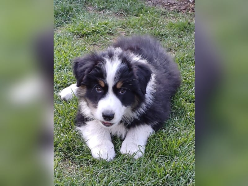 Australian Shepherd Welpen