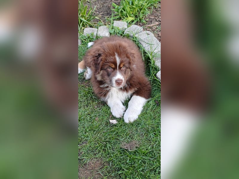 Australian Shepherd Welpen