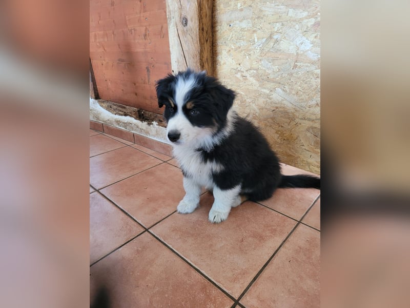 Australian Shepherd Welpen