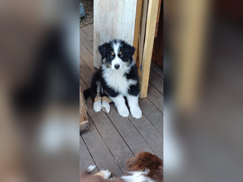 Australian Shepherd Welpen