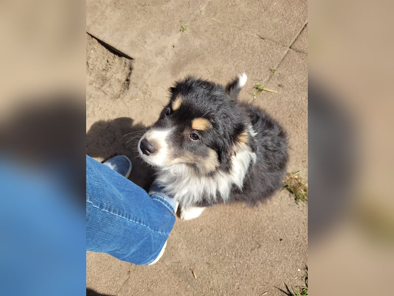 Australian Shepherd Welpen