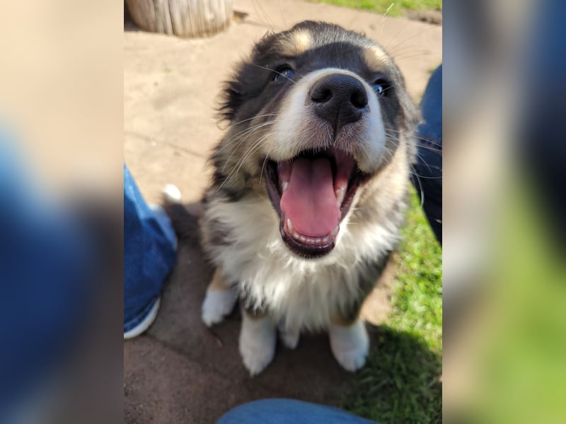 Australian Shepherd Welpen