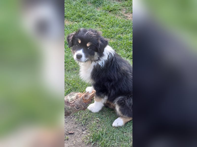 Australian Shepherd Welpen