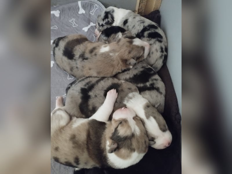 Australien Shepherd Mix Welpen
