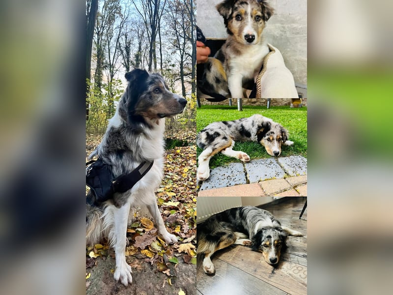 Australien Shepherd Mix Welpen