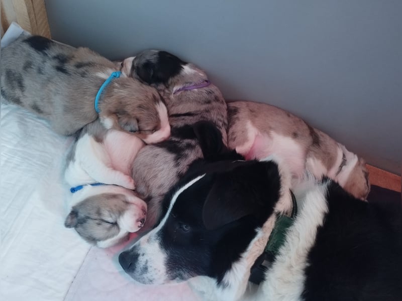 Australien Shepherd Mix Welpen