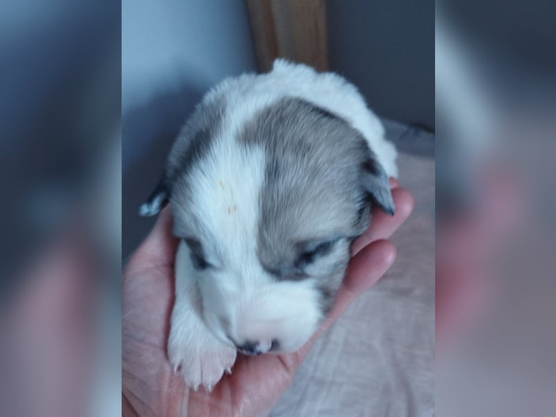 Australien Shepherd Mix Welpen