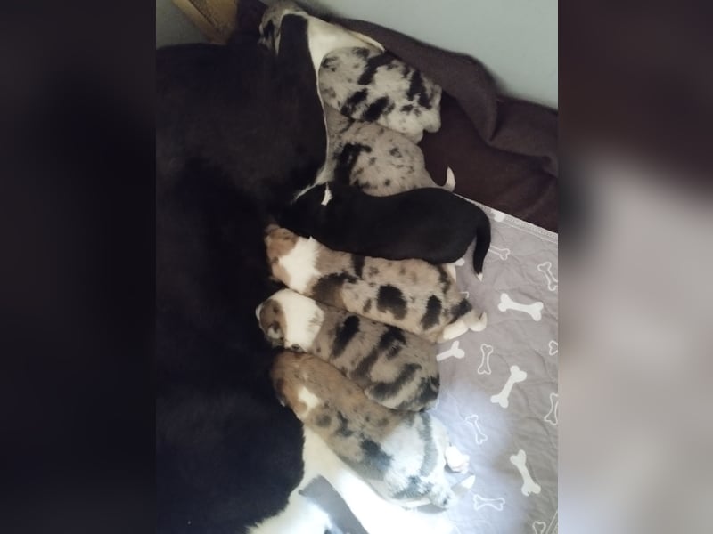Australien Shepherd Mix Welpen