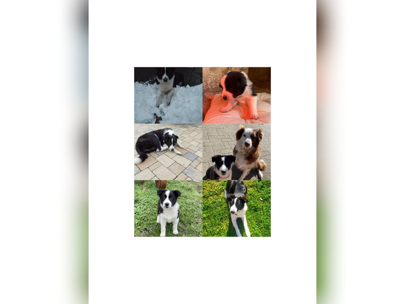 Australien Shepherd Mix Welpen