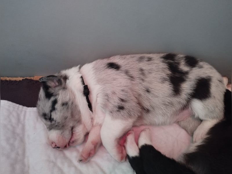 Australien Shepherd Mix Welpen