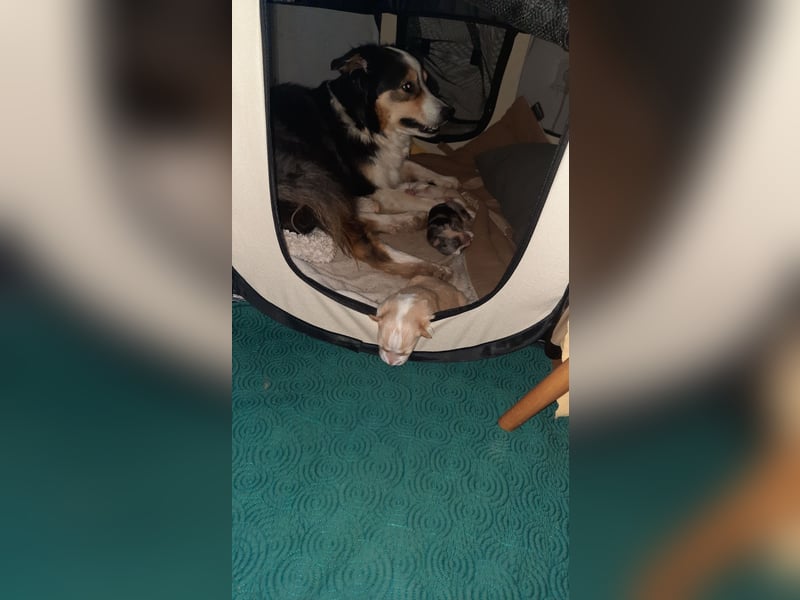Australian shepherd,  Border Collie Welpen