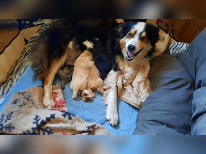 Australian shepherd,  Border Collie Welpen