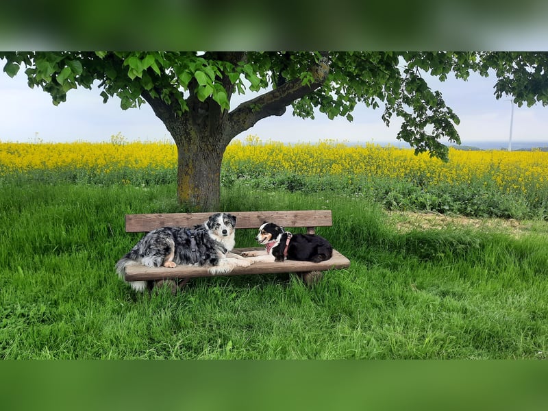Australian shepherd,  Border Collie Welpen