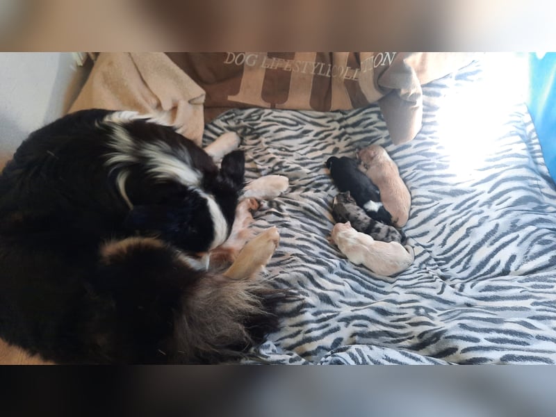 Australian shepherd,  Border Collie Welpen
