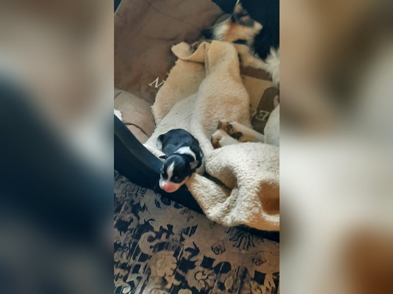 Australian shepherd,  Border Collie Welpen