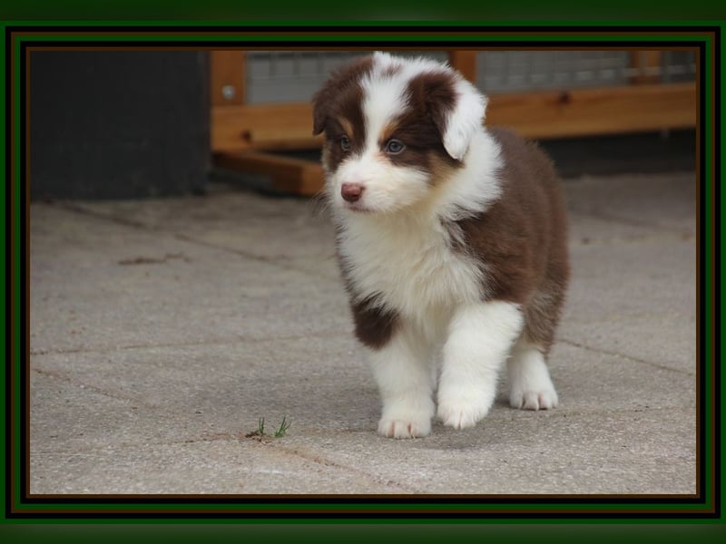 Australian Shepherd - Traumwelpen -KEINE Arbeitslinie-aus langjähriger Familienaufzucht.
