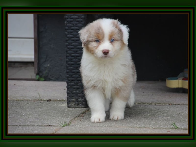 Australian Shepherd - Traumwelpen -KEINE Arbeitslinie-aus langjähriger Familienaufzucht.
