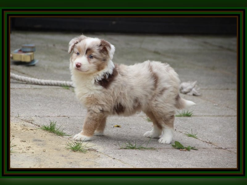 Australian Shepherd - Traumwelpen -KEINE Arbeitslinie-aus langjähriger Familienaufzucht.