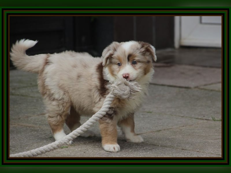 Australian Shepherd - Traumwelpen -KEINE Arbeitslinie-aus langjähriger Familienaufzucht.