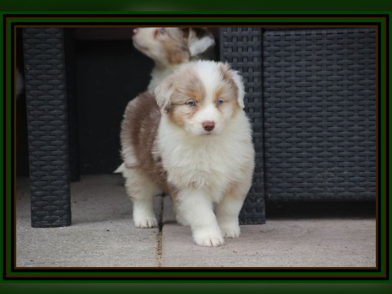 Australian Shepherd - Traumwelpen -KEINE Arbeitslinie-aus langjähriger Familienaufzucht.