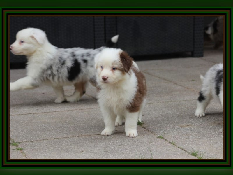 Australian Shepherd - Traumwelpen -KEINE Arbeitslinie-aus langjähriger Familienaufzucht.