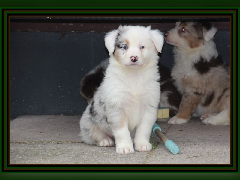 Australian Shepherd - Traumwelpen -KEINE Arbeitslinie-aus langjähriger Familienaufzucht.