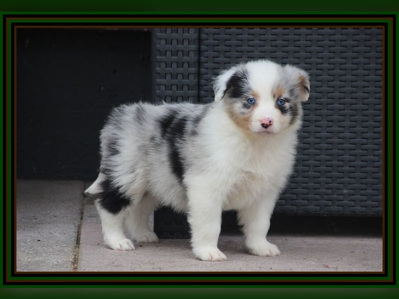 Australian Shepherd - Traumwelpen -KEINE Arbeitslinie-aus langjähriger Familienaufzucht.