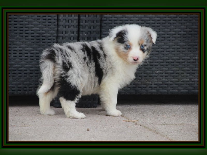 Australian Shepherd - Traumwelpen -KEINE Arbeitslinie-aus langjähriger Familienaufzucht.