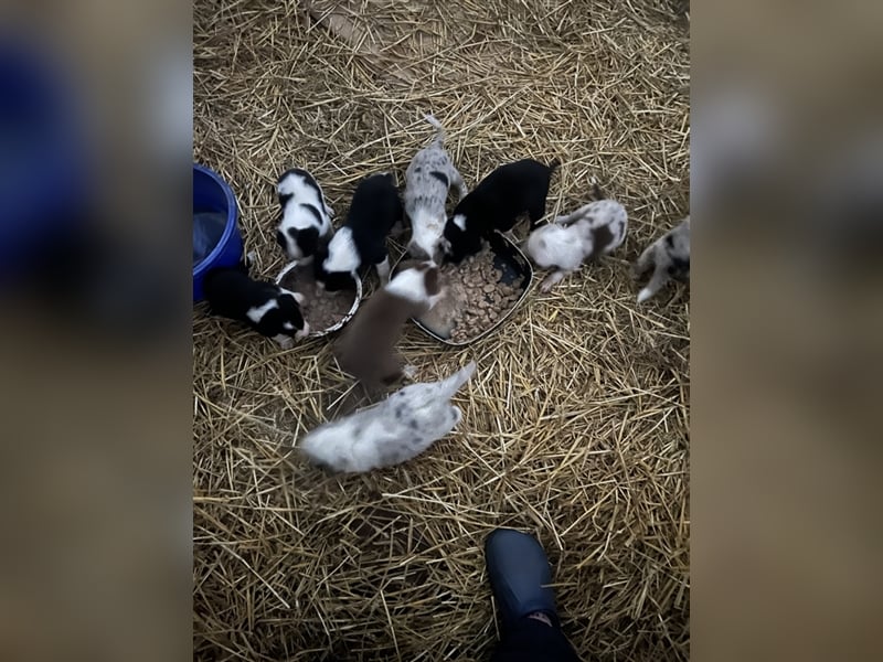 Wunderschöne Border Collie mix Welpen