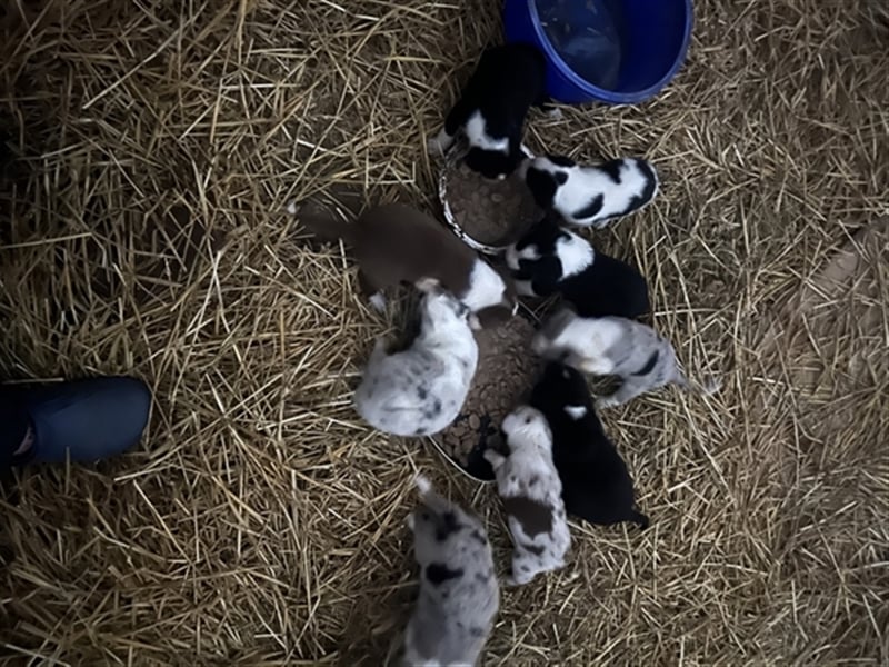 Wunderschöne Border Collie mix Welpen