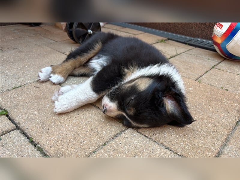 Australian Shepherd Hündin