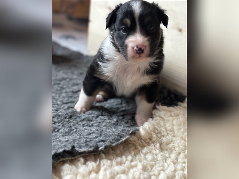 Australian Shepherd Hündin