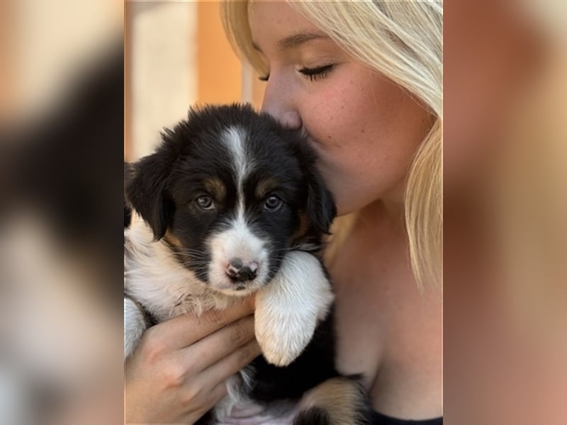 Australian Shepherd Hündin