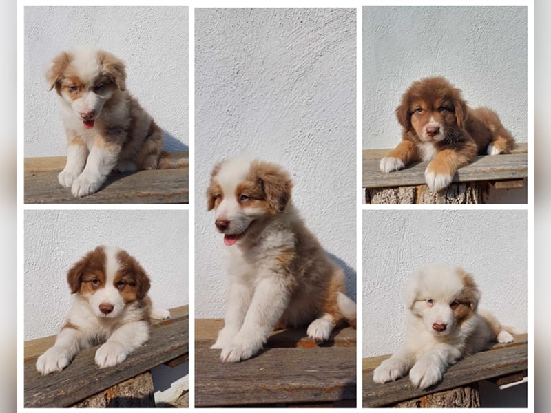 Australian Shepherd Welpen