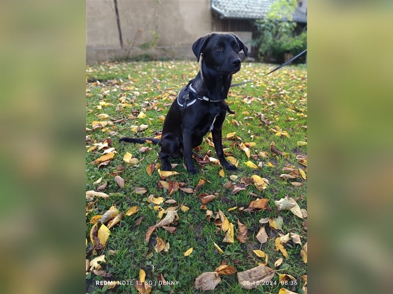 2 hübsche Labrador/Australian Shepherd- Harzer Fuchs Mix Welpen