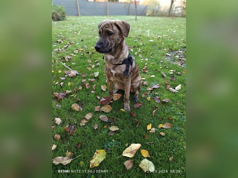 2 hübsche Labrador/Australian Shepherd- Harzer Fuchs Mix Welpen