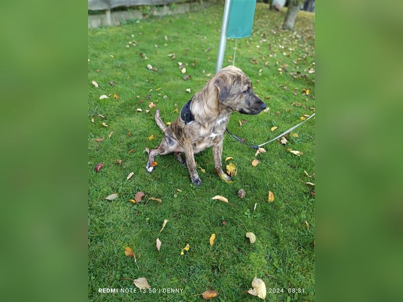 2 hübsche Labrador/Australian Shepherd- Harzer Fuchs Mix Welpen