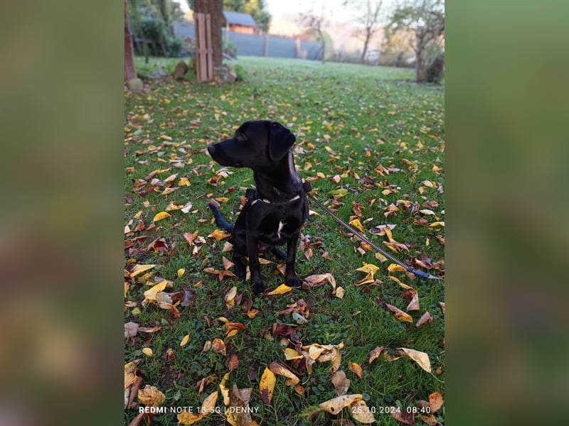 2 hübsche Labrador/Australian Shepherd- Harzer Fuchs Mix Welpen