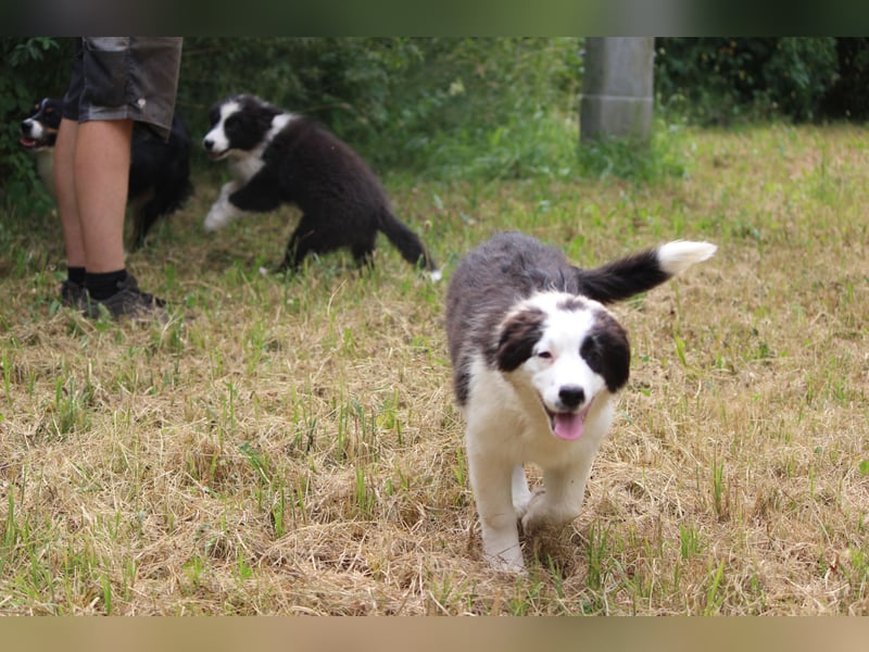 Australian Shepherd ASCA Welpen